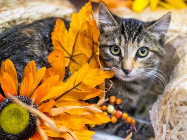 Kitten CAT Female Torti Tabby 15549 Petland Wichita, Kansas