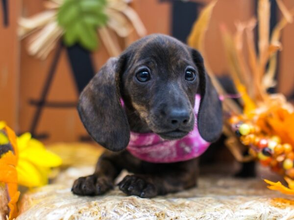 Miniature Dachshund DOG Female Brindle Smooth Coat 15540 Petland Wichita, Kansas