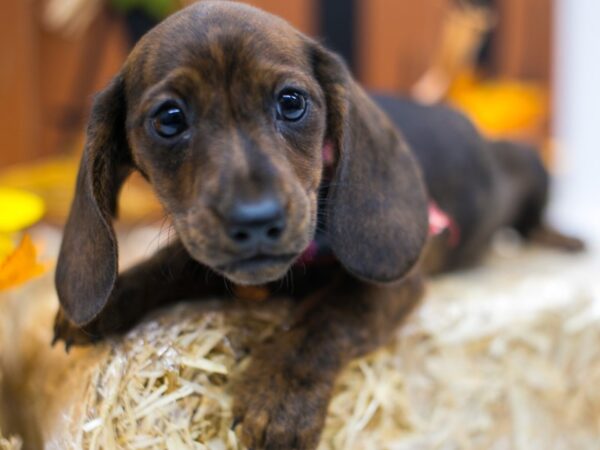 Miniature Dachshund DOG Female Brindle Smooth Coat 15541 Petland Wichita, Kansas