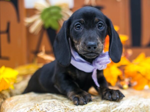 Miniature Dachshund DOG Female Black & Tan Smooth Coat 15539 Petland Wichita, Kansas