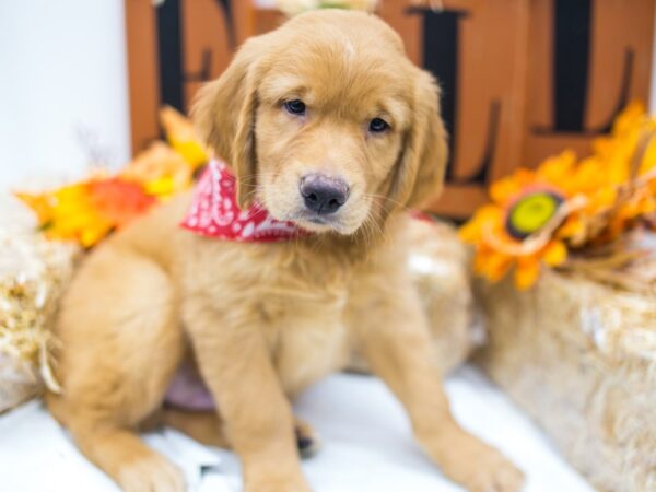 Golden Retriever DOG Male Golden 15538 Petland Wichita, Kansas