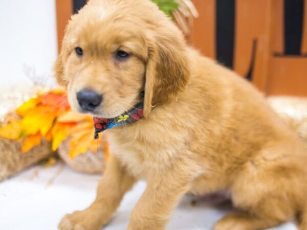 Golden Retriever DOG Male Golden 15537 Petland Wichita, Kansas