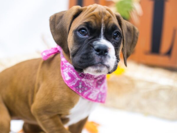 Boxer DOG Female Flashy Mahogany 15536 Petland Wichita, Kansas