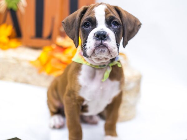 Boxer DOG Male Flashy Mahogany 15535 Petland Wichita, Kansas