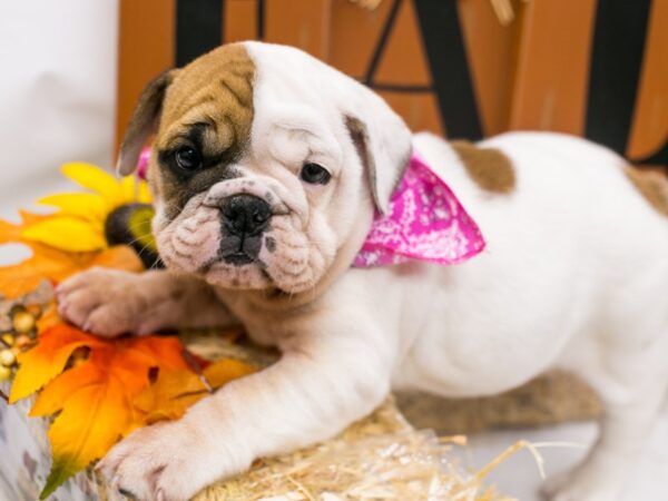 English Bulldog DOG Female White & Red 15590 Petland Wichita, Kansas