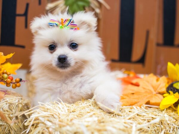 Pomeranian-DOG-Female-Cream-15568-Petland Wichita, Kansas