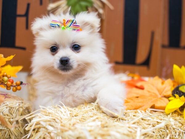 Pomeranian DOG Female Cream 15568 Petland Wichita, Kansas