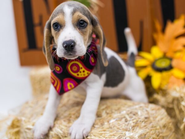 Beagle-DOG-Female-Blue Tri-15566-Petland Wichita, Kansas