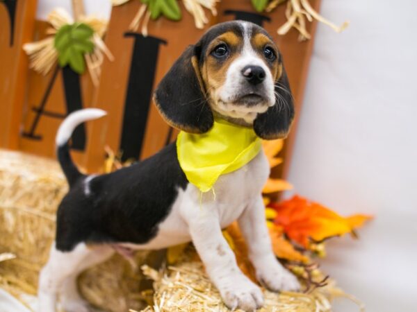 Beagle DOG Male Black Tri 15565 Petland Wichita, Kansas