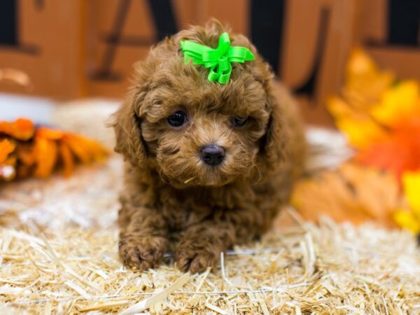 Toy Poodle DOG Female Red 15559 Petland Wichita, Kansas