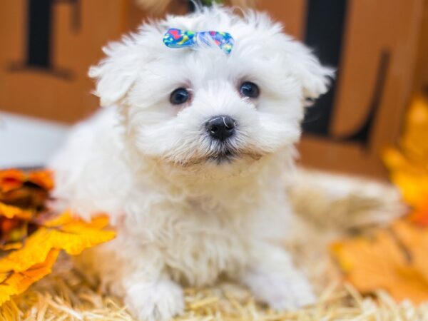 Maltese DOG Female White 15562 Petland Wichita, Kansas