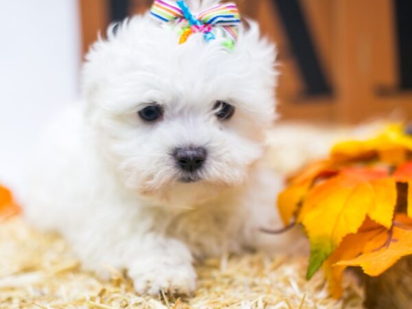 Maltese DOG Female White 15561 Petland Wichita, Kansas