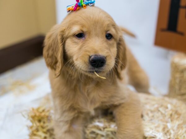 Golden Retriever DOG Female Golden 15582 Petland Wichita, Kansas