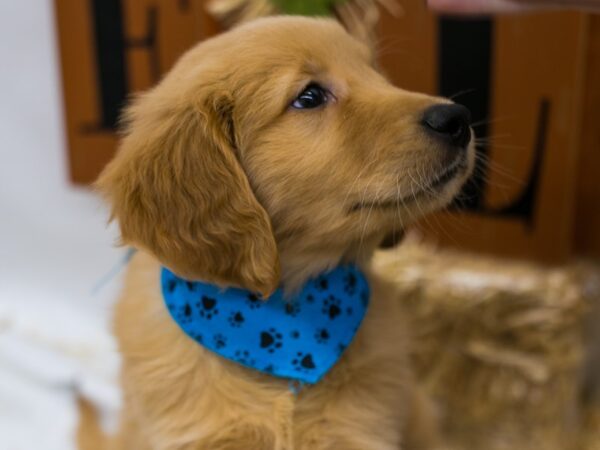 Golden Retriever DOG Male Golden 15581 Petland Wichita, Kansas