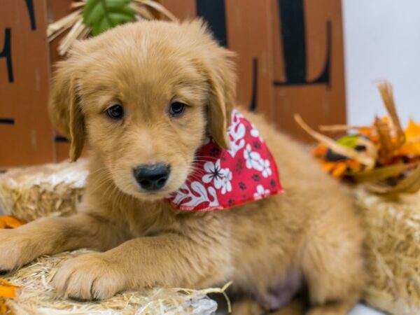 Golden Retriever DOG Male Golden 15580 Petland Wichita, Kansas