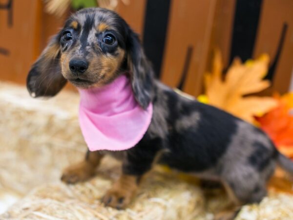 Miniature Dachshund DOG Female Long Hair Silver Dapple 15575 Petland Wichita, Kansas