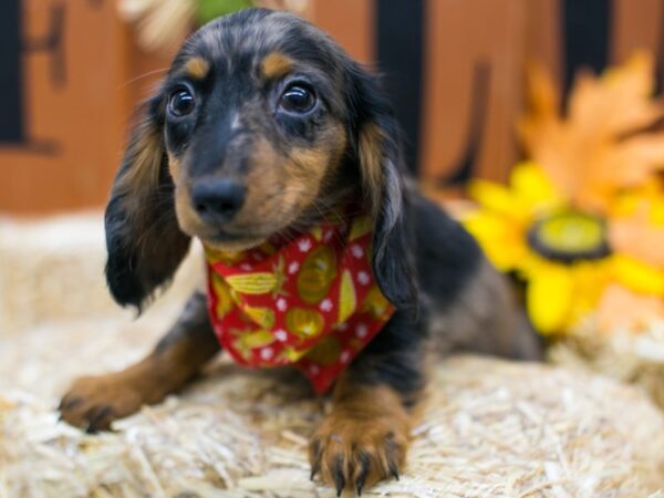 Miniature Dachshund DOG Male Long Hair Silver Dapple 15574 Petland Wichita, Kansas