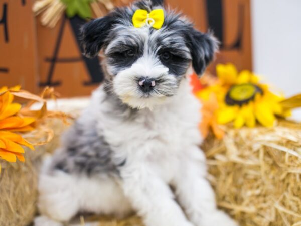 Snorkie DOG Female Merle 15555 Petland Wichita, Kansas