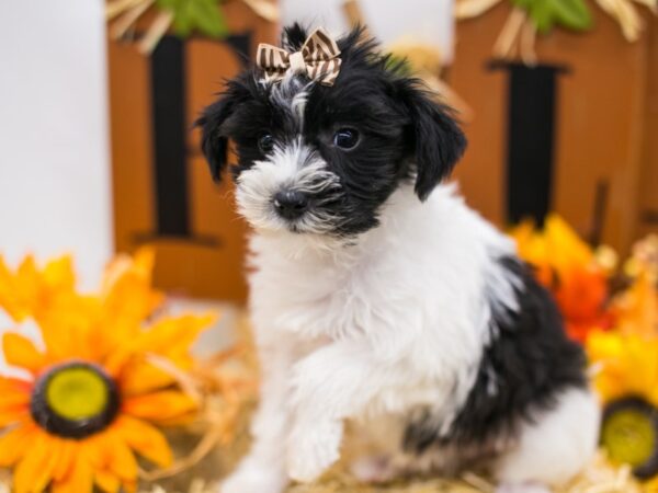 Snorkie DOG Female Black & White 15554 Petland Wichita, Kansas