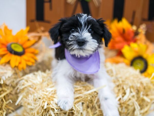 Snorkie DOG Female Black & White 15553 Petland Wichita, Kansas