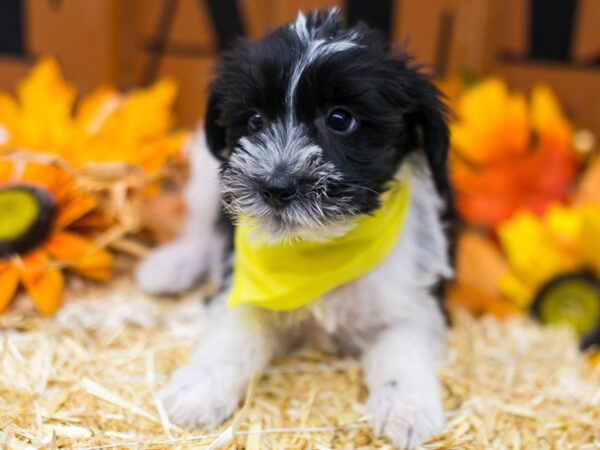 Snorkie DOG Male Black & White 15552 Petland Wichita, Kansas