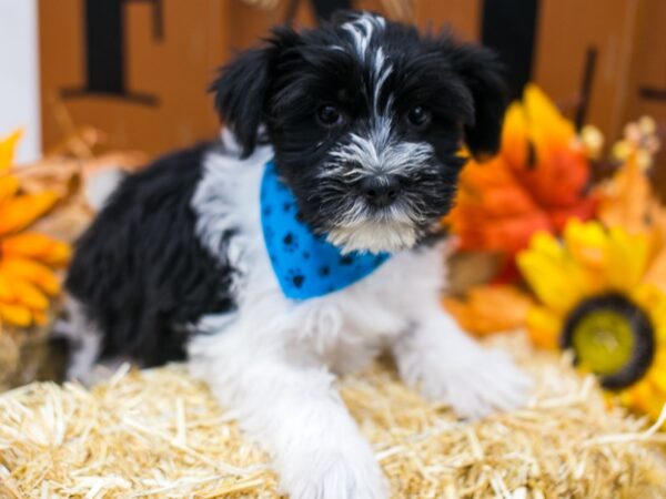 Snorkie DOG Male Black & White 15551 Petland Wichita, Kansas