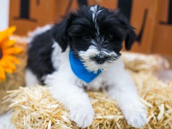 Snorkie-DOG-Male-Black & White-15550-Petland Wichita, Kansas