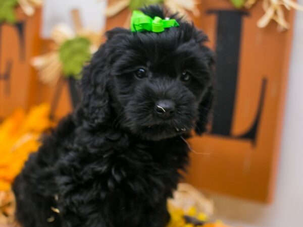 F1B Cockapoo DOG Female Black 15577 Petland Wichita, Kansas