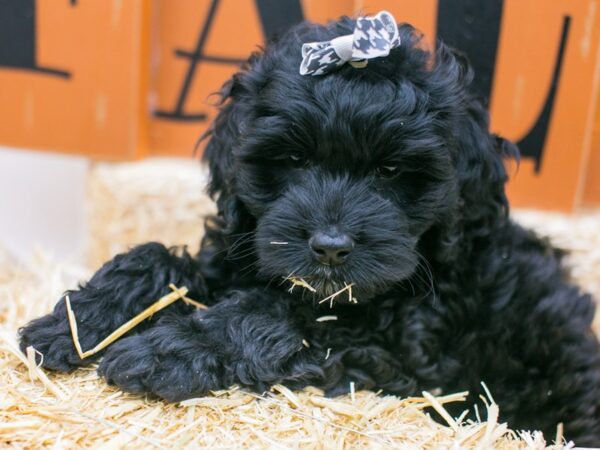 F1B Cockapoo-DOG-Female-Black-15576-Petland Wichita, Kansas