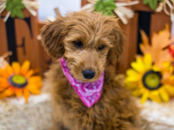 F1B Mini Goldendoodle DOG Female Red 15558 Petland Wichita, Kansas