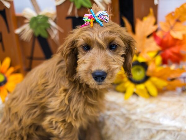 F1B Mini Goldendoodle DOG Female Red 15557 Petland Wichita, Kansas