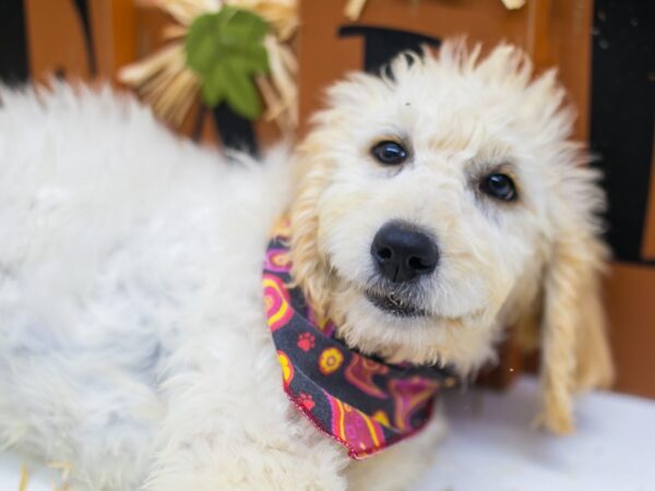 F1B Goldendoodle DOG Female Cream 15556 Petland Wichita, Kansas