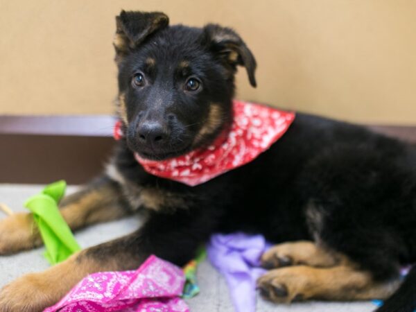 German Shepherd DOG Male Black & Tan 15579 Petland Wichita, Kansas