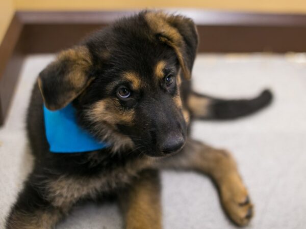 German Shepherd DOG Male Black & Tan 15578 Petland Wichita, Kansas