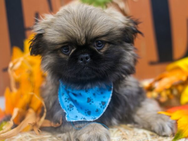 Pekingese DOG Male Sable 15573 Petland Wichita, Kansas