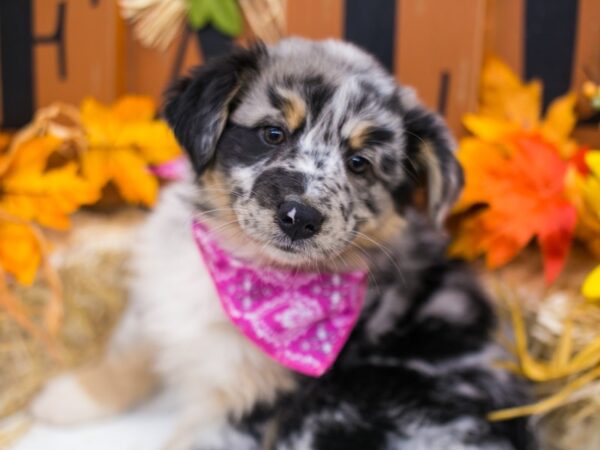 Mini Border Aussie DOG Female Blue Merle White & Tan 15589 Petland Wichita, Kansas