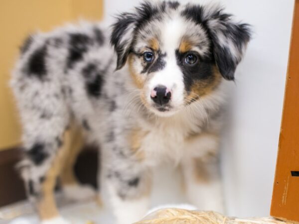 Mini Border Aussie-DOG-Female-Blue Merle White & Tan-15588-Petland Wichita, Kansas