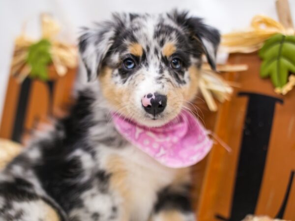 Mini Border Aussie DOG Female Blue Merle White & Tan 15587 Petland Wichita, Kansas