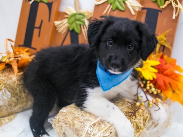 Mini Border Aussie DOG Male Black White & Tan 15586 Petland Wichita, Kansas