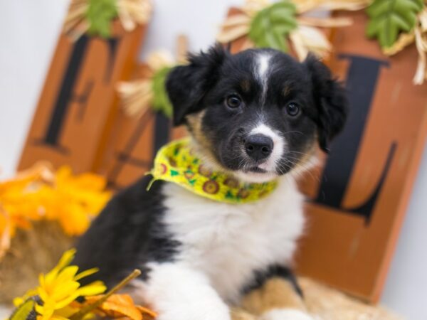 Mini Border Aussie-DOG-Female-Black White & Tan-15585-Petland Wichita, Kansas