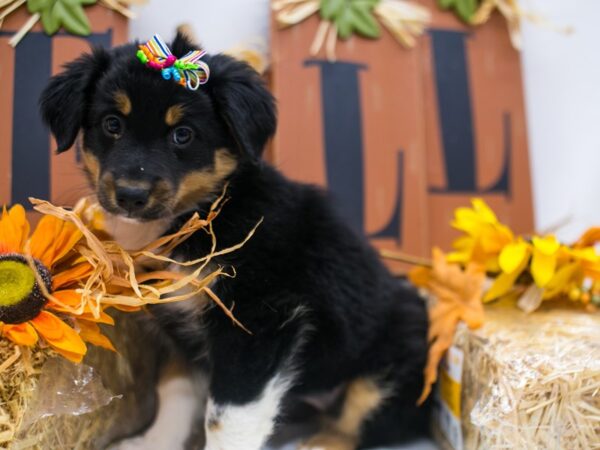 Mini Border Aussie DOG Female Black White & Tan 15584 Petland Wichita, Kansas