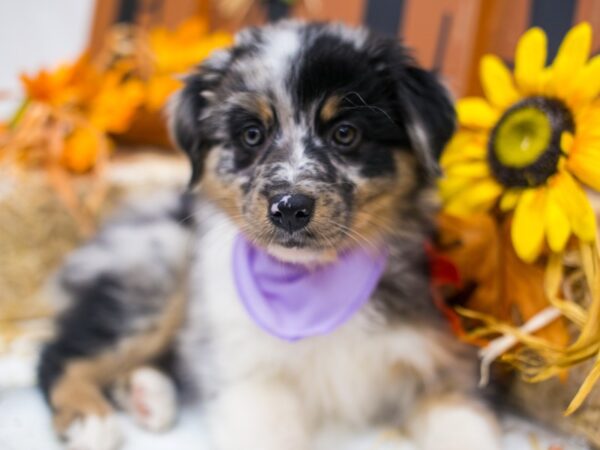 Mini Border Aussie-DOG-Female-Blue Merle White & Tan-15583-Petland Wichita, Kansas