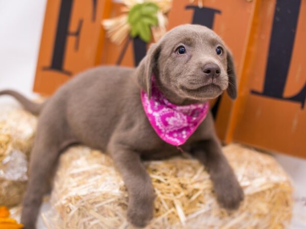 English Labrador Retriever DOG Female Silver 15572 Petland Wichita, Kansas