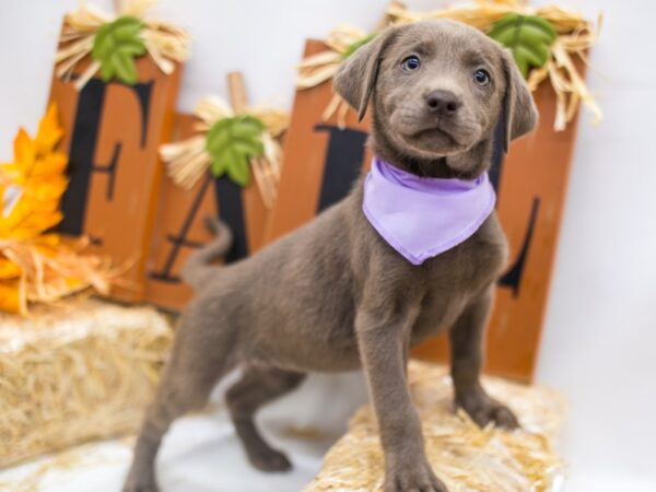 English Labrador Retriever DOG Female Silver 15571 Petland Wichita, Kansas