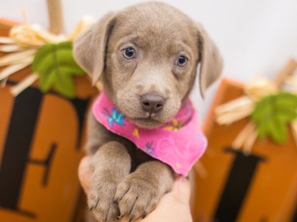 English Labrador Retriever DOG Female Silver 15570 Petland Wichita, Kansas