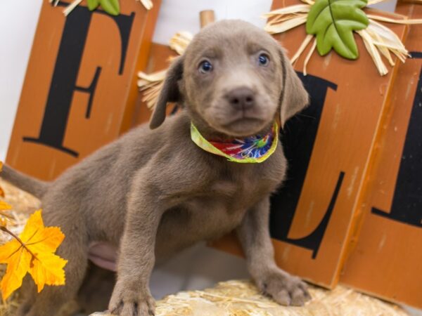 English Labrador Retriever DOG Male Silver 15569 Petland Wichita, Kansas