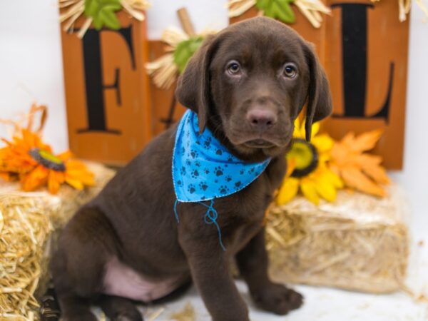 English Labrador Retriever DOG Male Chocolate 15564 Petland Wichita, Kansas