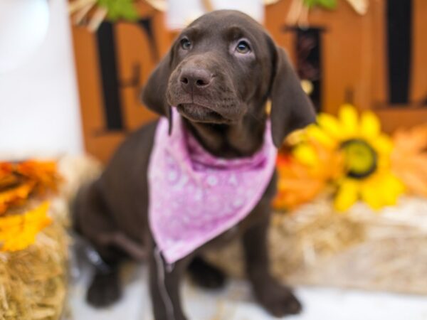 English Labrador Retriever DOG Female Chocolate 15563 Petland Wichita, Kansas