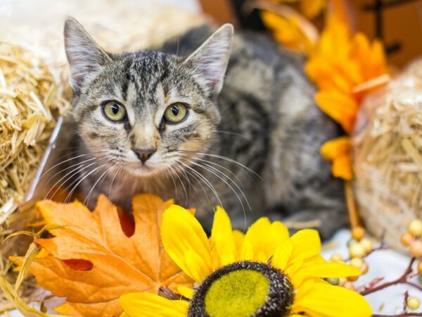 Kitten-CAT-Female-Torti Tabby-15548-Petland Wichita, Kansas