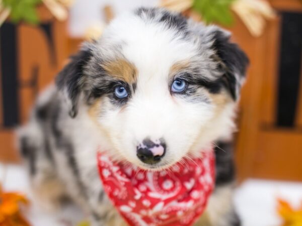 Miniature Australian Shepherd-DOG-Male-Blue Merle-15609-Petland Wichita, Kansas